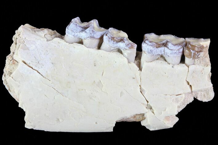 Oligocene Horse (Mesohippus) Jaw Section #81482